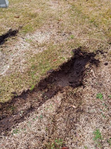 Damaged lawn
